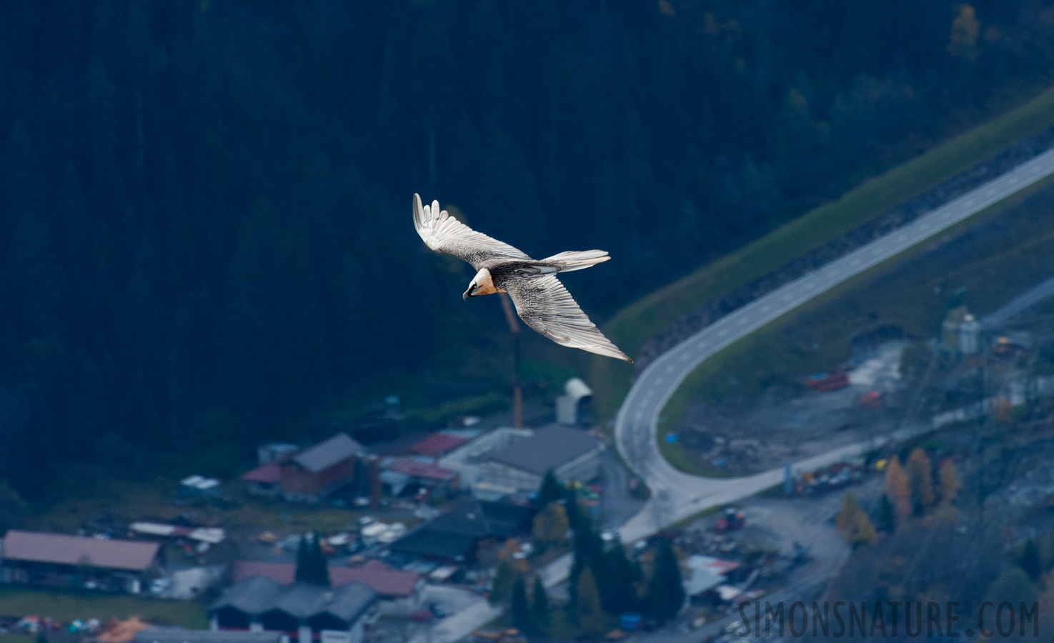 Gypaetus barbatus barbatus [550 mm, 1/500 sec at f / 10, ISO 1600]